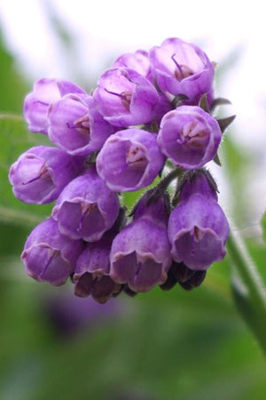 Allantoin